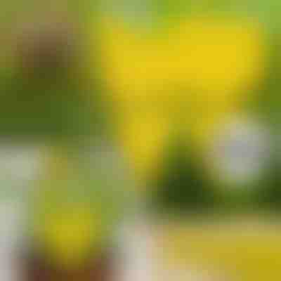 Klebefliegenfallen (10 Stk.) | BUGILURE