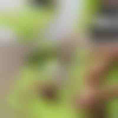 Schneidebrett mit abnehmbarem Behälter 2-in-1| CHOPPINATA