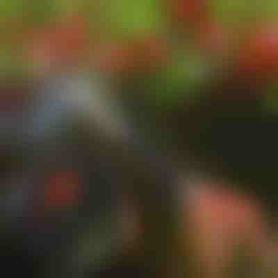 Baumschere | TREESNIP